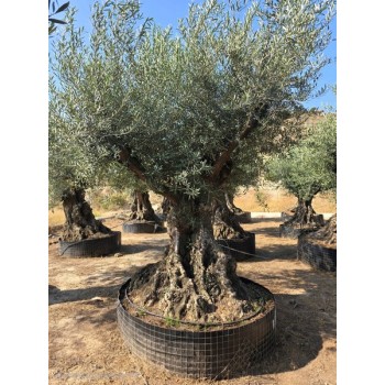 Olea bonsai exemplar  L